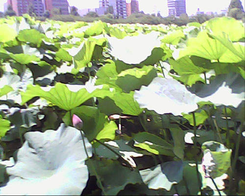 圖片15 圖片15