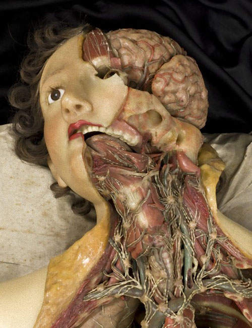 人體解剖模型博物館》不是陰森...只是有點涼...（‵﹏′）