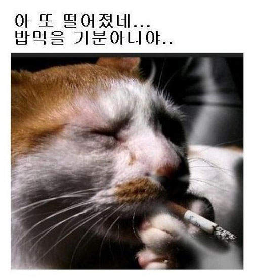 圖片11 圖片11