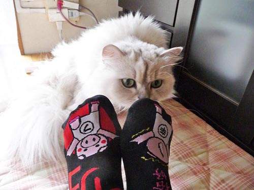 圖片5 圖片5