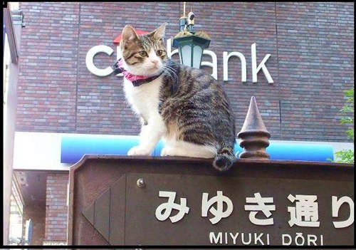 圖片9 圖片9