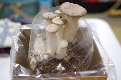 圖片5 圖片5