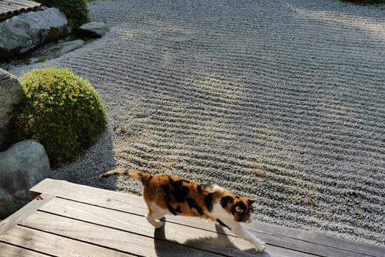 圖片11 圖片11