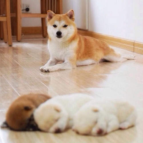 圖片9 圖片9