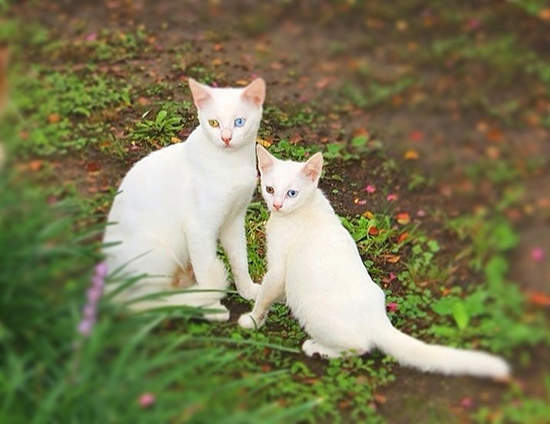 圖片9 圖片9
