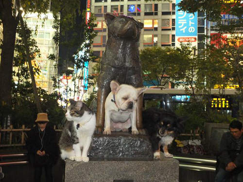 圖片9 圖片9