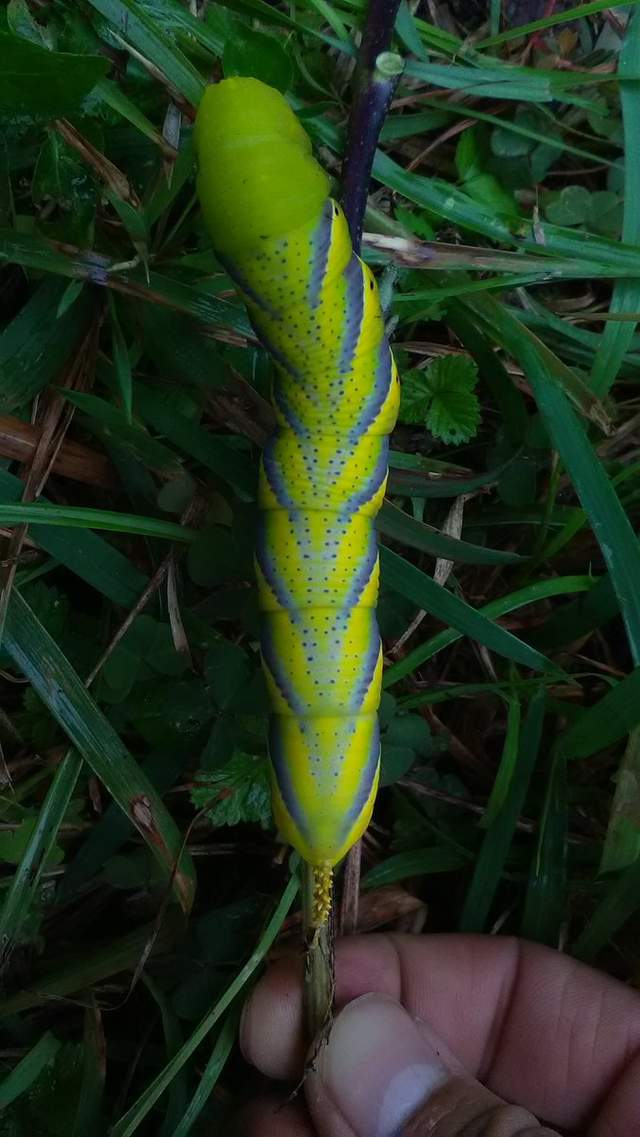 圖片6 圖片6