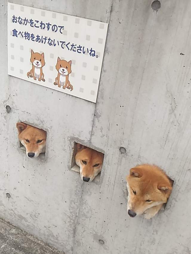 圖片9 圖片9