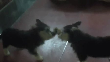 圖片9 圖片9