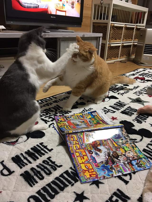 圖片5 圖片5