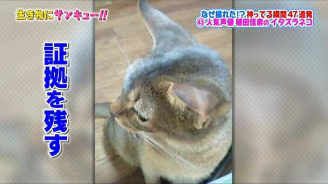 圖片19 圖片19
