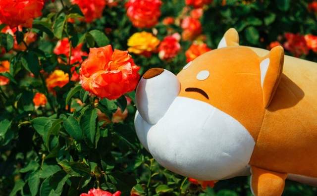圖片6 圖片6