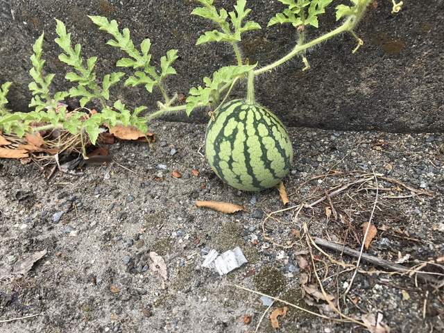 圖片7 圖片7