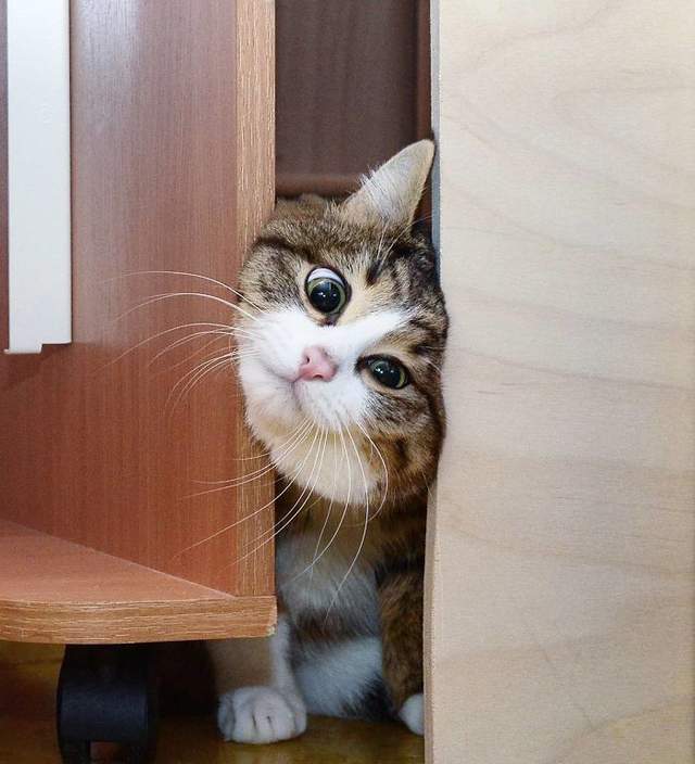 圖片11 圖片11