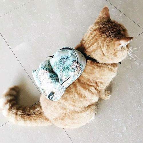 圖片9 圖片9
