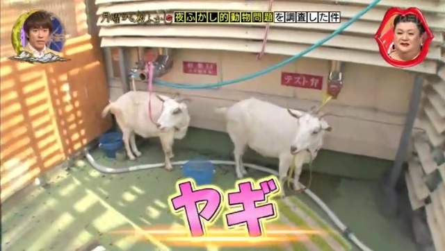 圖片5 圖片5