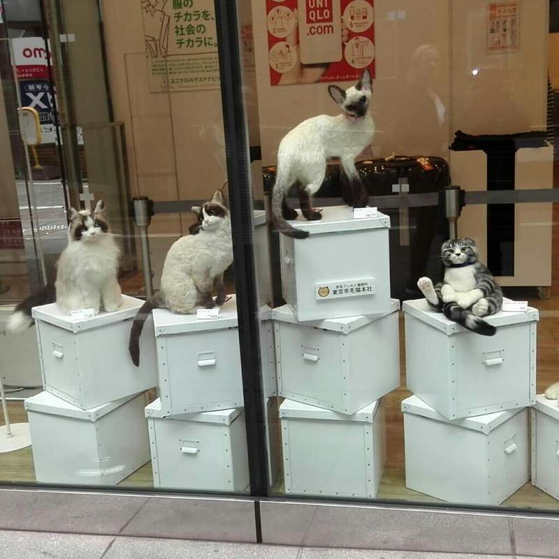 圖片7 圖片7