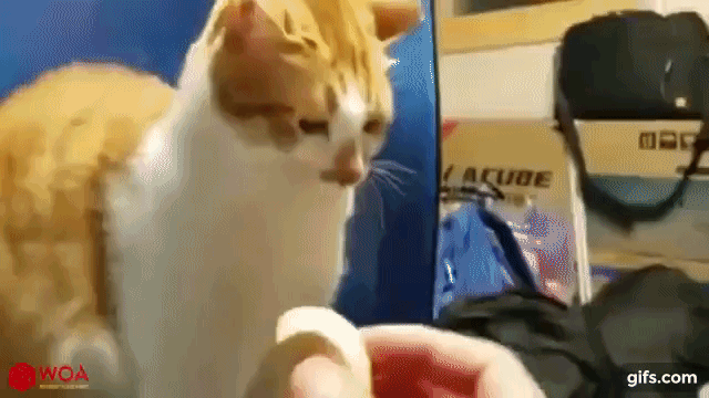 圖片4 圖片4