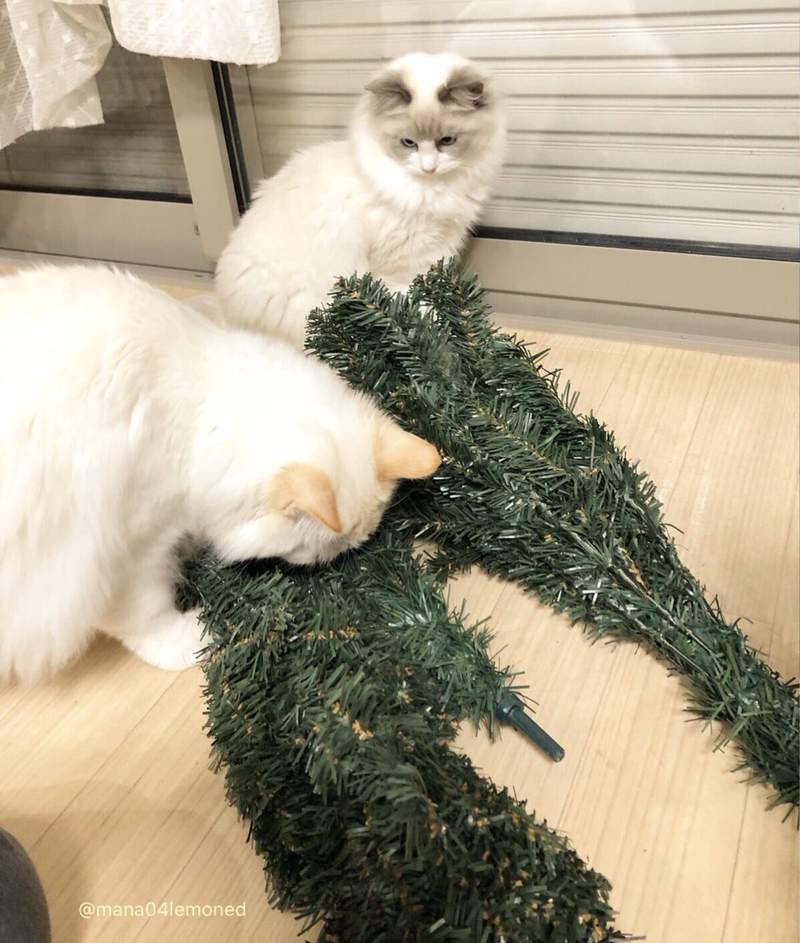 圖片15 圖片15