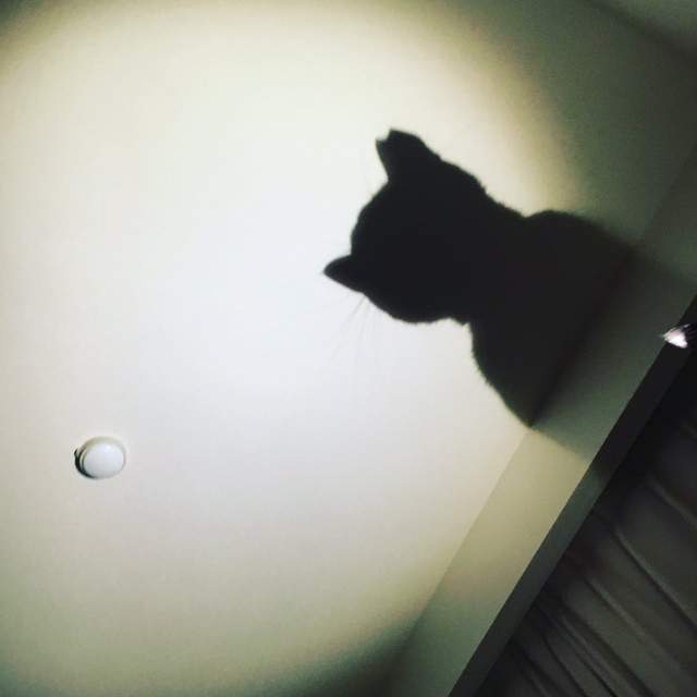 圖片11 圖片11