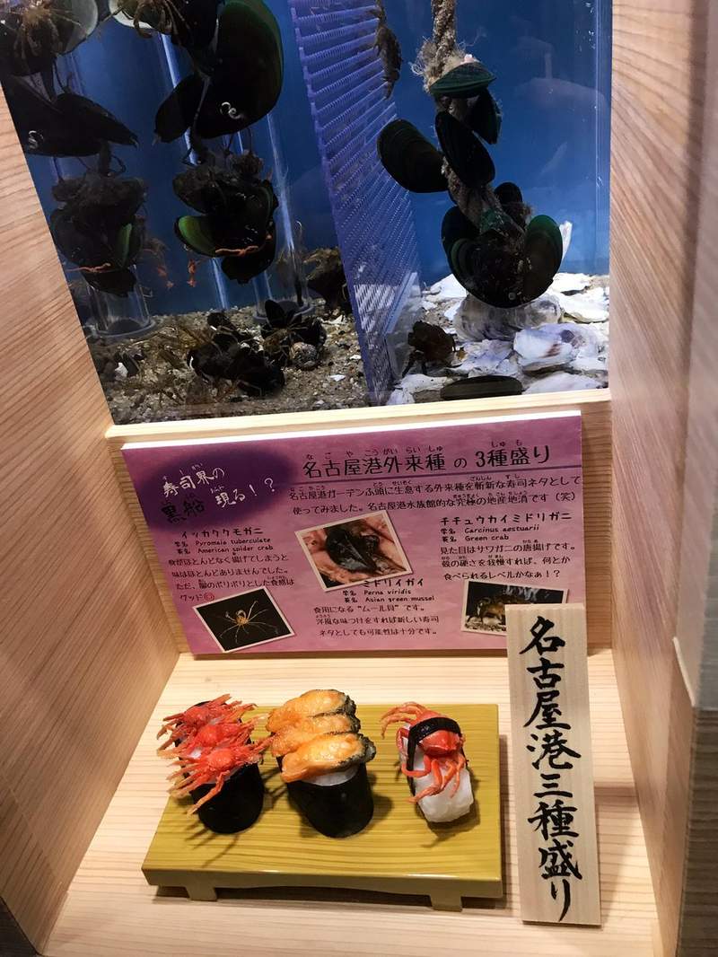 日本水族館《壽司料特展》把海中生物和做成壽司後的樣子一起展出...