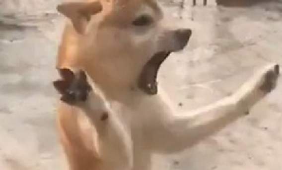 圖片5 圖片5