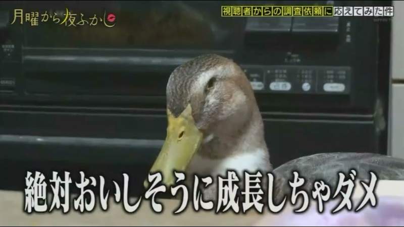 圖片13 圖片13
