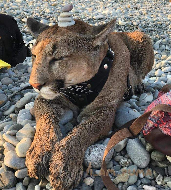 把美洲獅當貓在養 果然是戰鬥民族貓奴等級也是不一樣