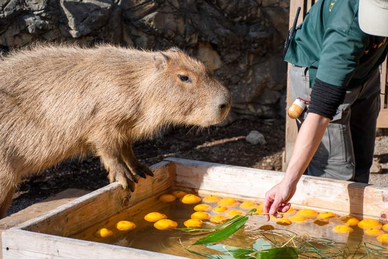 堅持不想泡澡的水豚 日本冬至泡柚子湯傳統遊客們等了一個多小時希望落空