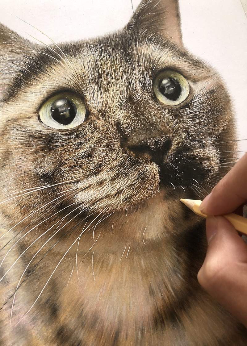畫技傳神《色鉛筆貓貓繪圖》逼近照片等級？這就是練到人體印表機的境界