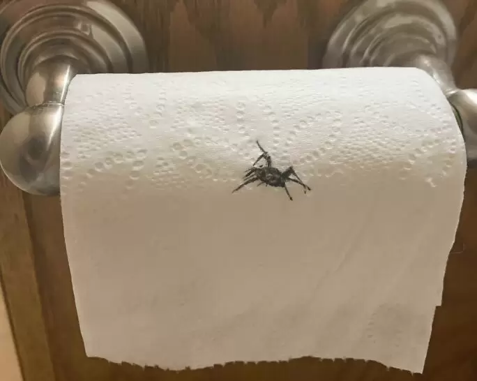 網友分享《不小心忘記的糗事》在衛生紙上畫了蜘蛛，結果男友嚇得衝出廁所 | 葉羊報報