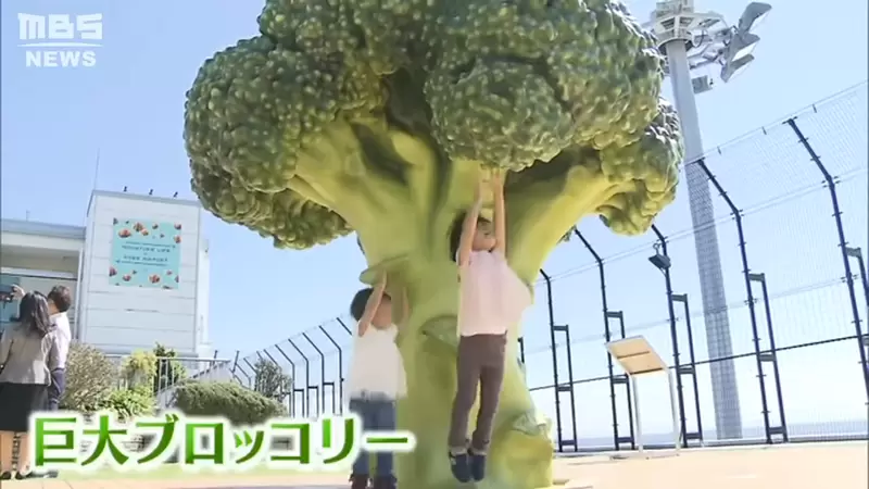 《日本神戶機場新景點》屋頂冒出一棵巨大青花菜 讓觀光客體驗縮小的感覺 | 葉羊報報
