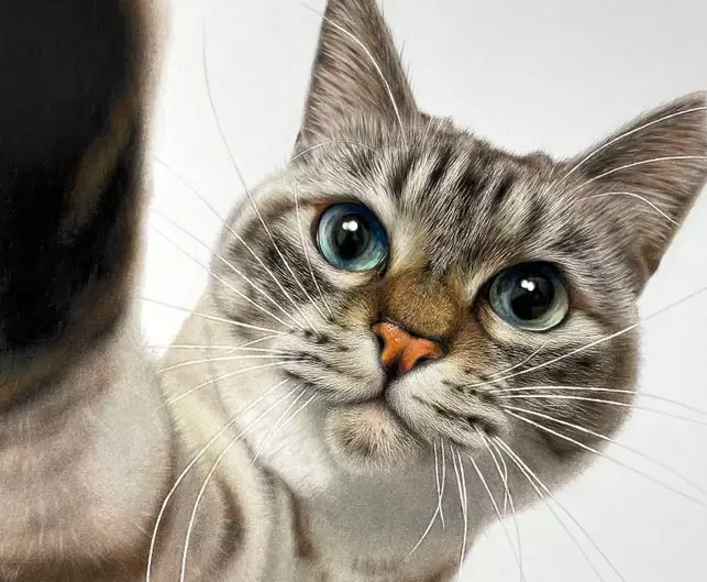 《色鉛筆畫下的貓貓》超精密的描繪功力，這很容易讓人誤會這是照片好嗎XD | 葉羊報報