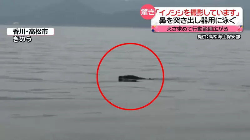 豬突猛進《日本野豬登陸作戰》海面上看到黑影還以為是海怪結果是...豬豬 | 葉羊報報
