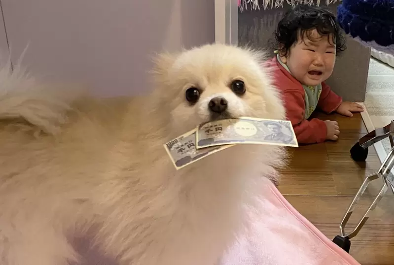 《日本推特話題狗咬錢照片》意外拍下的情境宛如諷刺哏圖 這一幕讓你作何感想？ | 葉羊報報