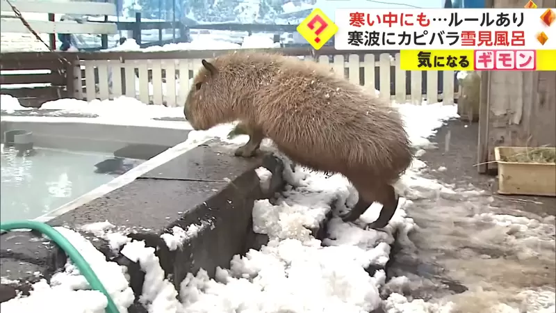 《水豚君的雪見風呂體驗》寒冬來襲動物園裡動物們的保暖方式 | 葉羊報報