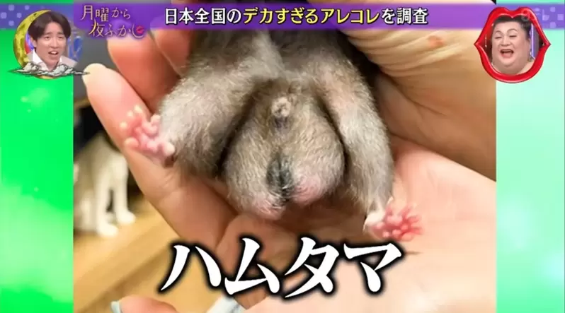 圖片17 圖片17