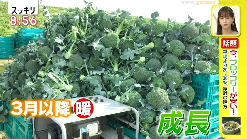 菜農傳授青花菜３大冷知識 放在冰箱蔬果室是錯誤示範 比起水煮用蒸的更好吃