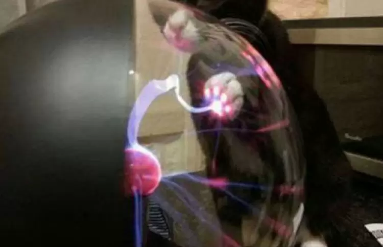 《貓接觸靜電球會發生的狀況》彷彿是有條閃電跟著肉球移動~超可愛❤  | 葉羊報報