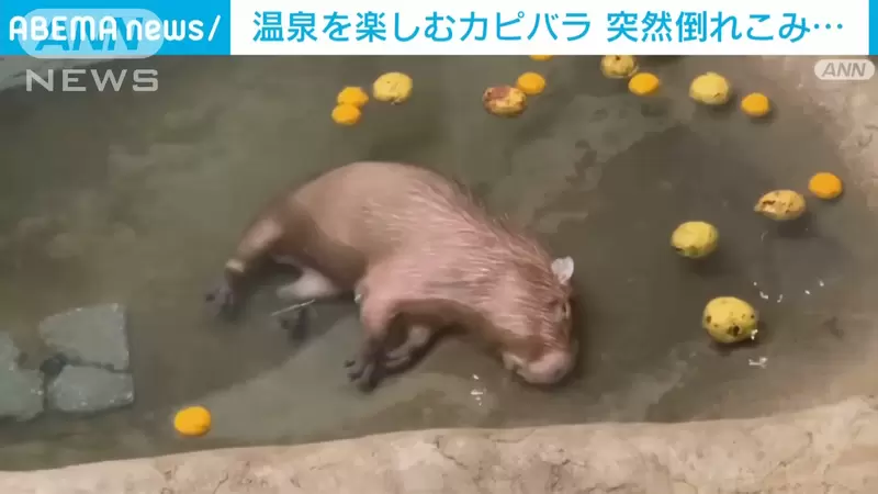 圖片5 圖片5