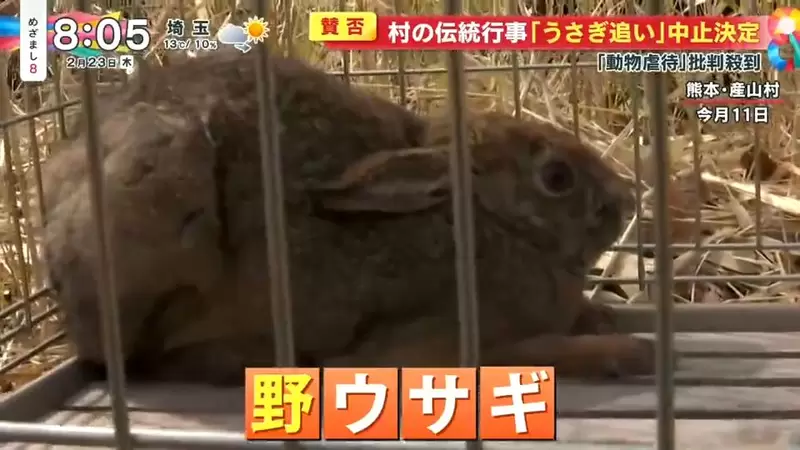 《日本傳統活動「趕野兔」》睽違３年舉辦被罵虐待動物 將來可能再也不辦了？ | 葉羊報報