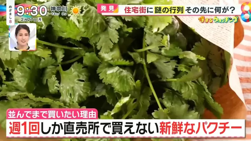 《日本大排長龍香菜店》搶購當天現採最新鮮香菜 原本討厭的人吃過就會愛上它？ | 葉羊報報