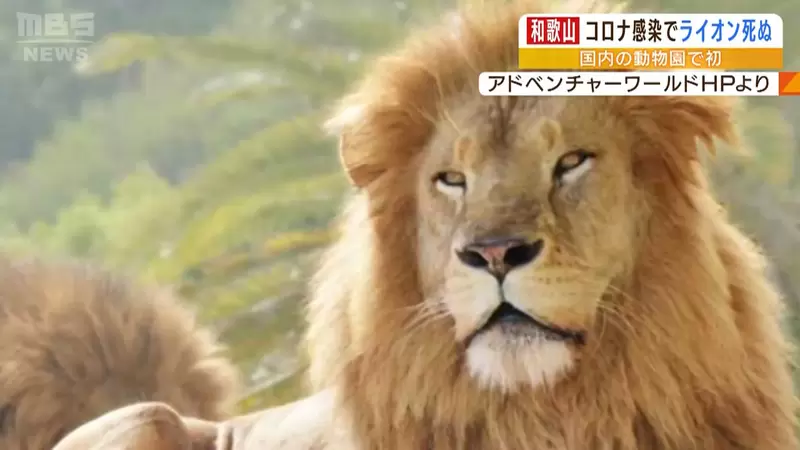 和歌山冒險世界《獅子遭人類傳染新冠死亡》日本首次動物園飼養動物被傳染案例 | 葉羊報報