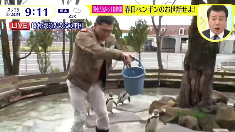 《日本綜藝節目餵企鵝炎上》不好好餵食卻跳進水池惡搞 嚇壞企鵝也讓園方氣炸了 | 葉羊報報