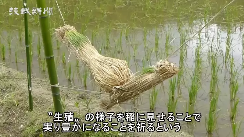 《日本茨城奇妙習俗》稻米也喜歡看色色的東西？表演野外啪啪啪可以讓收成更豐碩 | 葉羊報報