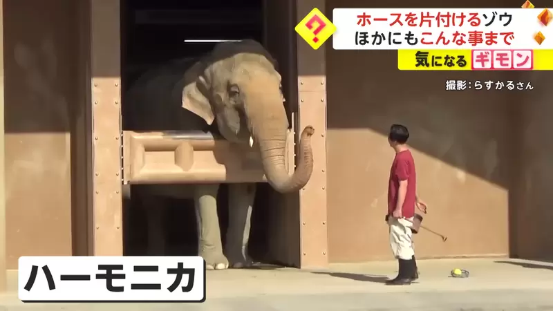 日本名古屋《東山動物園的大象》不但會主動幫忙收水管，甚至還會搖鈴鼓跟吹口琴，聰明又多才多藝 | 葉羊報報