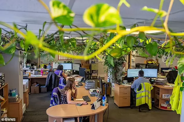 英國夫妻買《黃金葛》從一個小盆栽長成可以爬滿整間辦公室的植物 | 葉羊報報
