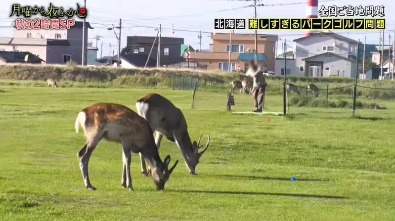 全日本難度最高的《公園高爾夫球》難點在於園區裡到處都是野生的鹿 | 葉羊報報
