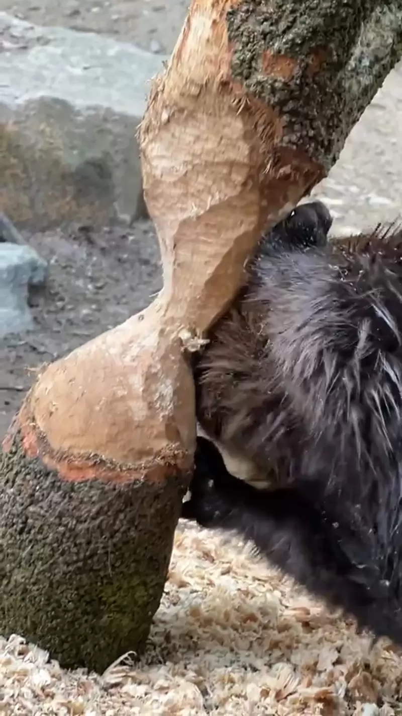 圖片5 圖片5