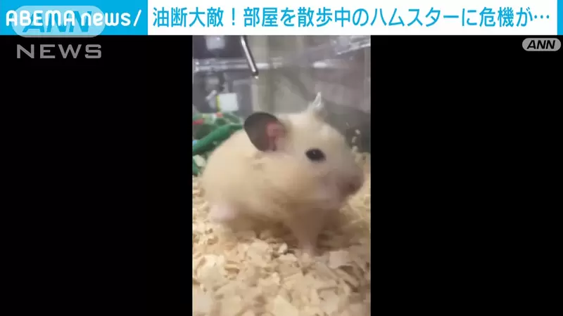 圖片5 圖片5